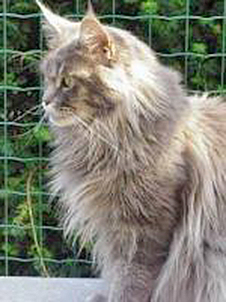 Racoone Laurey Dana - maine-coon