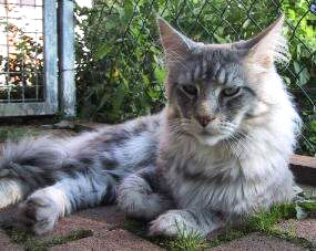 Kumskaka Many Waters of Belushies - maine-coon