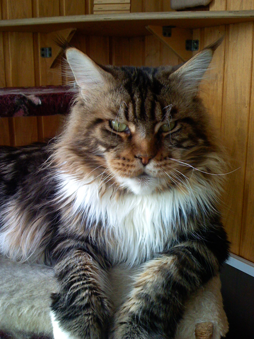 Alwaro Maverick of Homelynx - Adult maine-coon 6 years 3.5 months