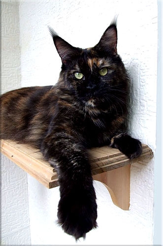 Langstteich's DD'Ambiente - maine-coon