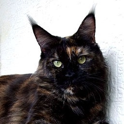 Langstteich's DD'Ambiente