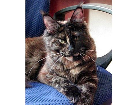 Langstteich's No Angel of Homelynx - maine-coon