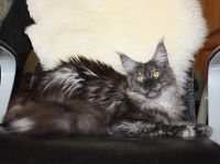 Silverracoon Electra