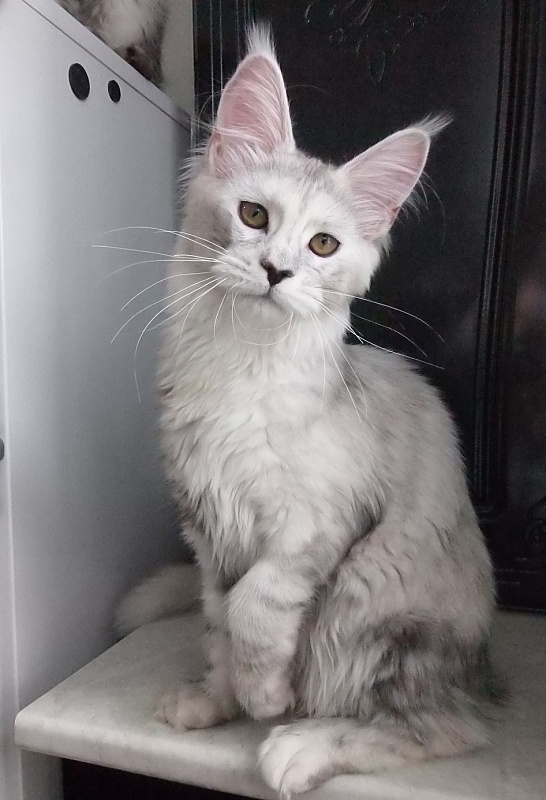 Trisha Gracious Wizard - maine-coon