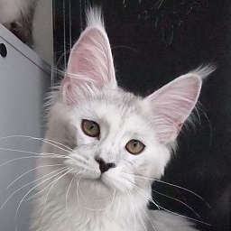 Trisha Gracious Wizard