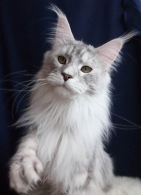 Lazzaro Gracious Wizard'PP - maine-coon