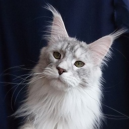 Lazzaro Gracious Wizard'PP