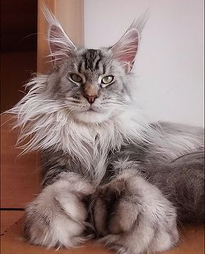 Bluesmaine Voronwe PP - maine-coon