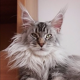 Bluesmaine Voronwe PP