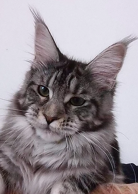 Fortuna Gracious Wizard - maine-coon