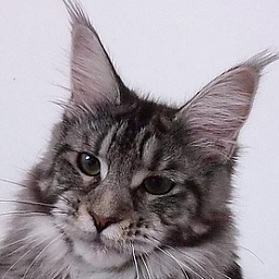 Fortuna Gracious Wizard