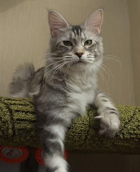 Topsi Slav Story - maine-coon