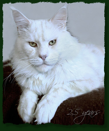 Mainefield Camelot - Adult maine-coon 2 years 5 months 1.5 week