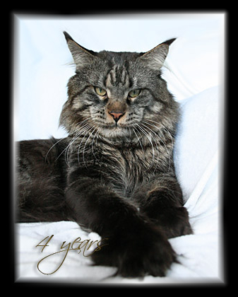 Gangsta Guy the Purrfect Coon - Adult maine-coon 4 years 0.5 weeks