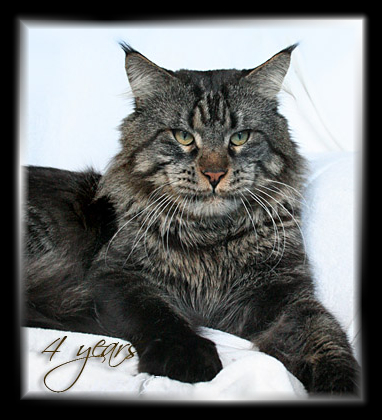 Gangsta Guy the Purrfect Coon - Adult maine-coon 4 years 0.5 weeks