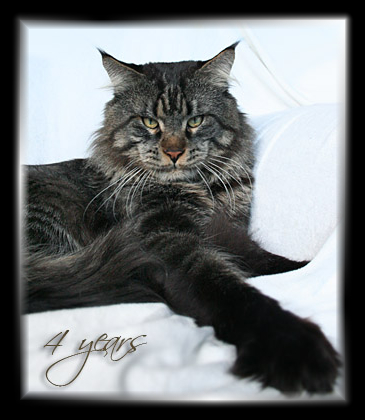 Gangsta Guy the Purrfect Coon - Adult maine-coon 4 years 0.5 weeks