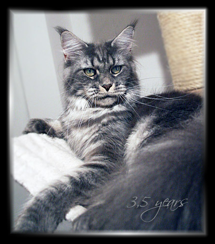 Castle Rock Veronica Fever - Adult maine-coon 3.5 years 4 weeks