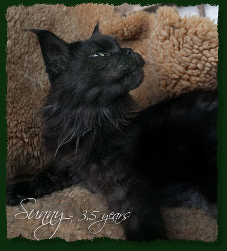 Island in the Sun the Purrfect Coon - Adult maine-coon 3 years 5 months