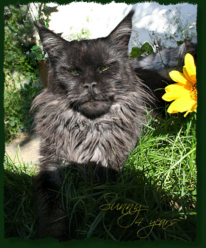 Island in the Sun the Purrfect Coon - Adult maine-coon 4 years 3 months 1 week