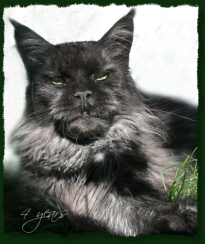 Island in the Sun the Purrfect Coon - Adult maine-coon 4 years 3 months 1 week