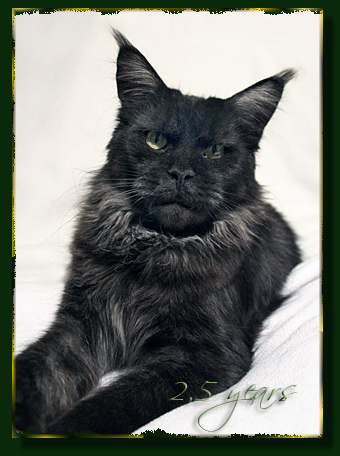 Island in the Sun the Purrfect Coon - Adult maine-coon 2 years 8 months 0.5 weeks