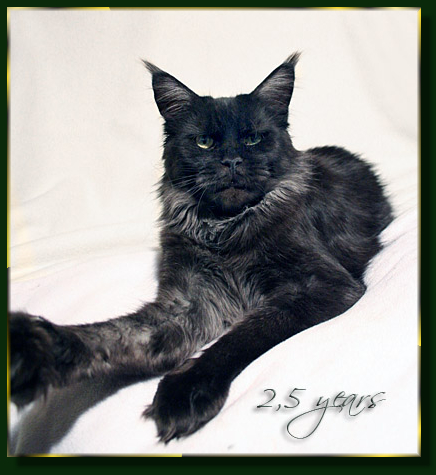 Island in the Sun the Purrfect Coon - Adult maine-coon 2 years 8 months 0.5 weeks