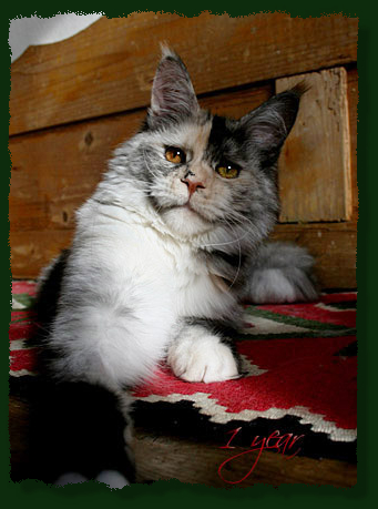 Mainefield's Ally Mc Beal - Kitten maine-coon 6 months 3 weeks
