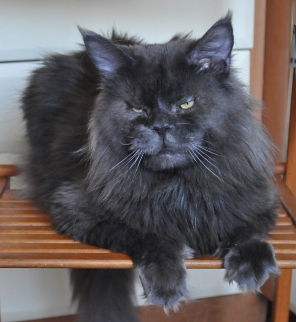 Mainefield's Zawinul - maine-coon