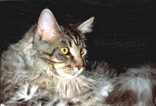 Guldfakse Flash Gordon - maine-coon