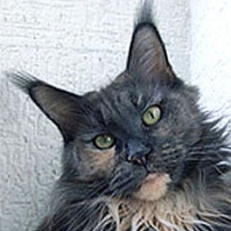 Mountaineer's Shakira Magic Star