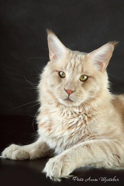 Langstteich's N'Simply The Best - Adult maine-coon 2 years 2 months 1 week