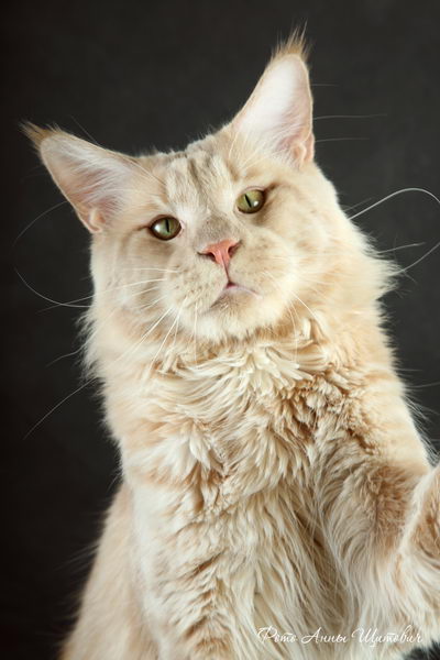 Langstteich's N'Simply The Best - Adult maine-coon 2 years 2 months 1 week