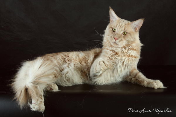 Langstteich's N'Simply The Best - Adult maine-coon 2 years 2 months 1 week