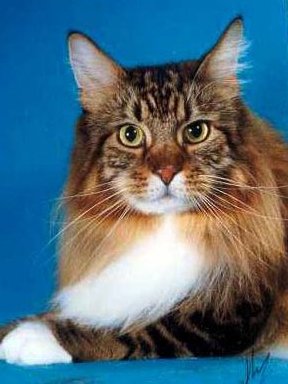 Masteast Jonathan Edwards - maine-coon