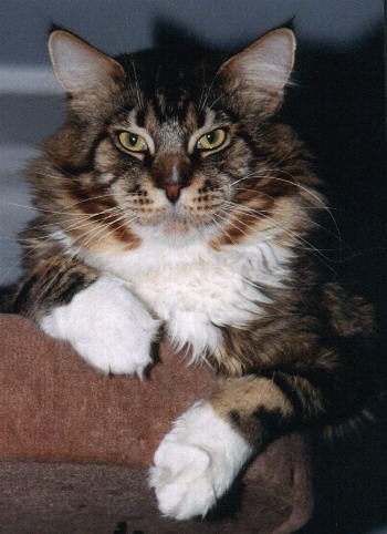 Weidebusch H.Lucas of Langstteich - maine-coon