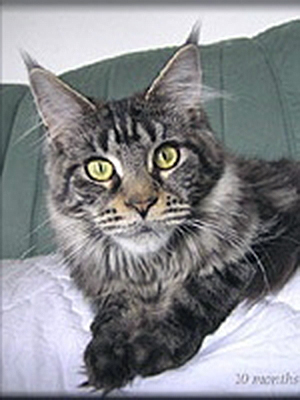 Langstteich's L'Panorama - maine-coon