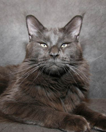 Belocoon's A'Casimir - maine-coon