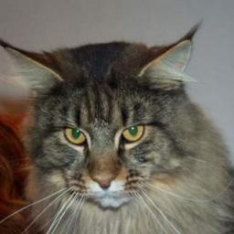 Love Hulen's Chester