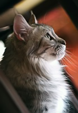 Love Hulen's Silver Princess - maine-coon