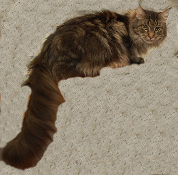 Charisma Seventh Fleet - Adult maine-coon 6 years 3 weeks