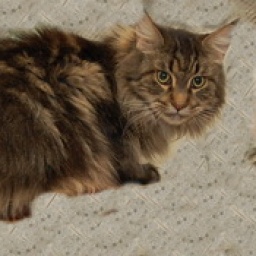 Charisma Seventh Fleet