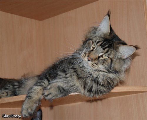 Kavango Slav Story - maine-coon