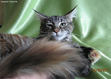 Bachata Seventh Fleet