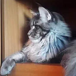 Lexus of Larch Forest