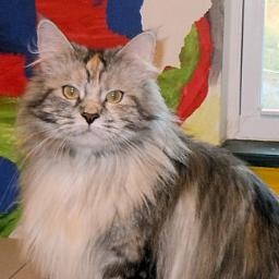 Kumskaka Has No Other Choice PP