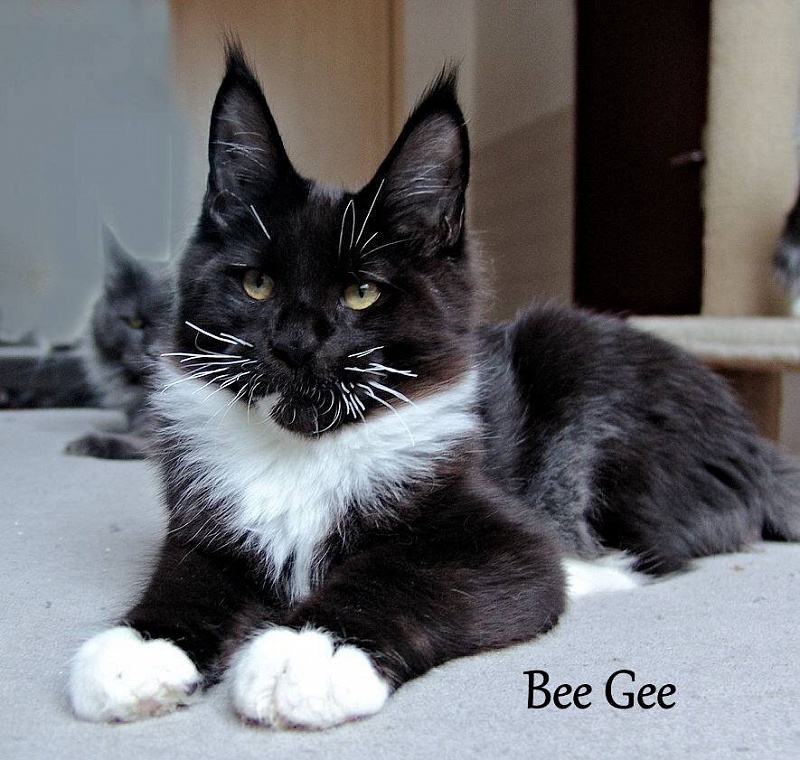 Pillowtalk's Bee Gee - maine-coon