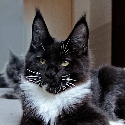 Pillowtalk's Bee Gee