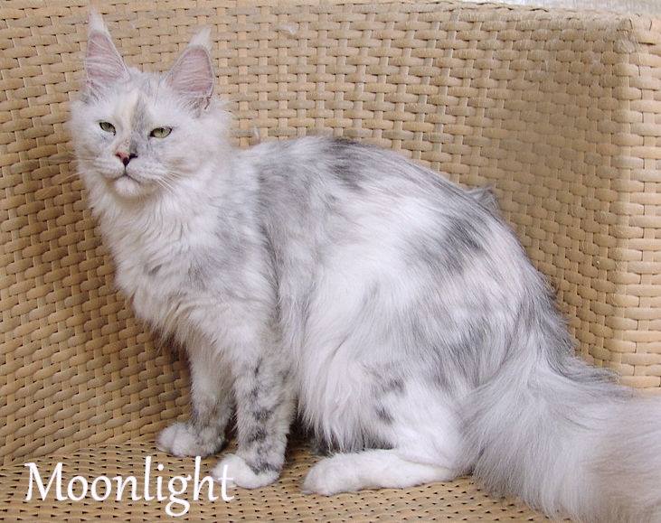 Pillowtalk's Moonlight II - maine-coon