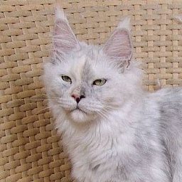 Pillowtalk's Moonlight II