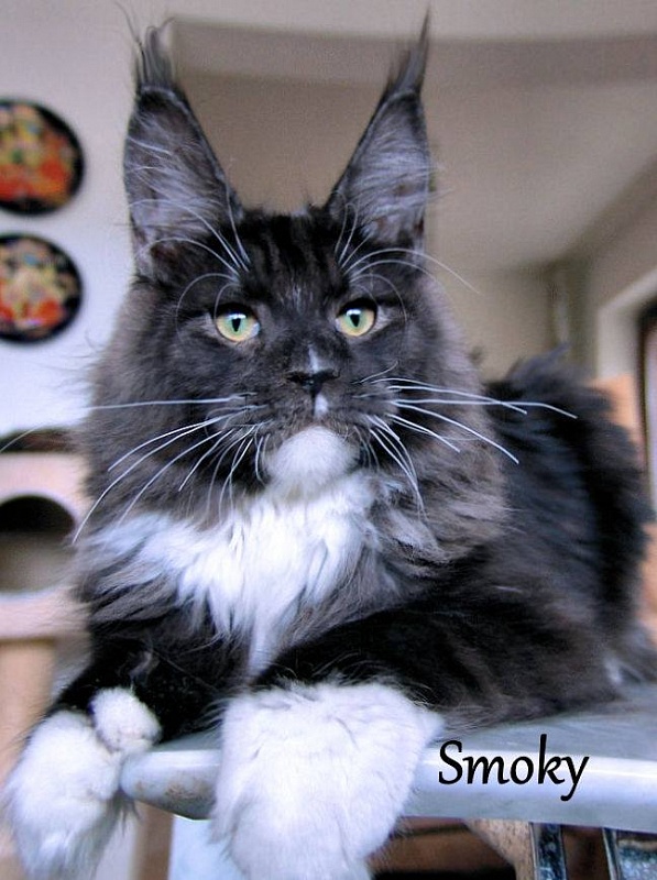 Pillowtalk's Smoky - maine-coon